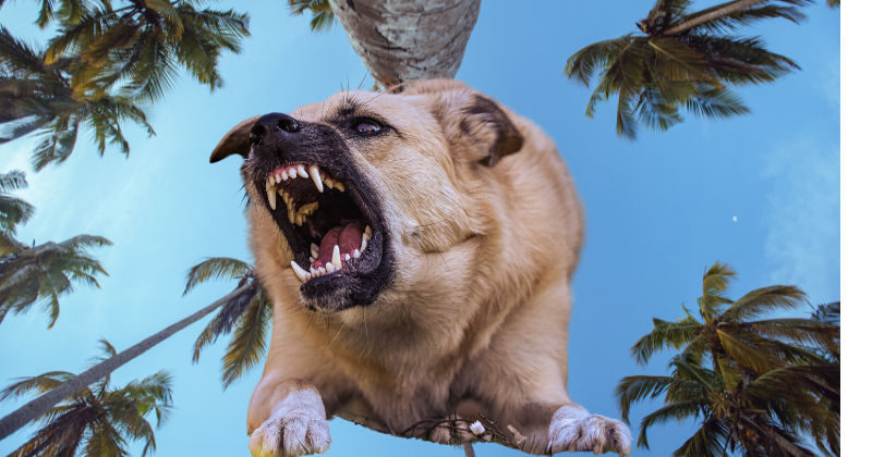 dog bite in South Florida